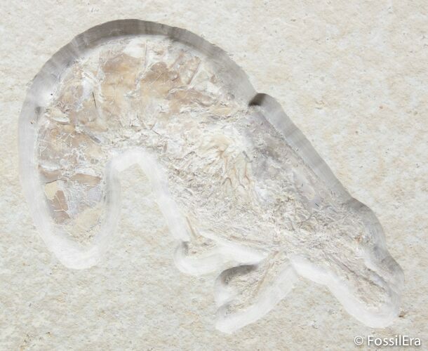 Huge Fossil Shrimp Antrimpos - Solnhofen #2531